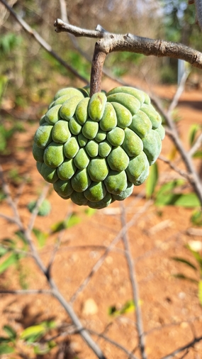 挂在枝头的绿色释迦果图片